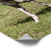 アフリカ産の野犬 ポスター (角)