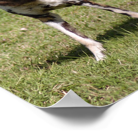 アフリカ産の野犬 ポスター (角)