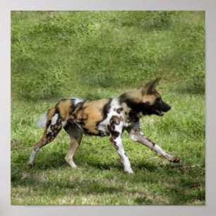 アフリカ産の野犬 ポスター