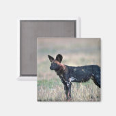 アフリカ産の野犬 マグネット (正面/裏面)