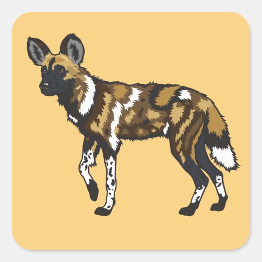 アフリカ産の野犬。野生アフリカ スクエアシール (正面)
