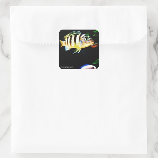 アフリカ産の黒と黄色の魚 スクエアシール (バッグ)