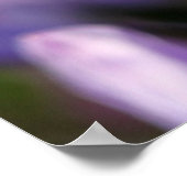 アフリカ産アガマンサス ポスター (角)