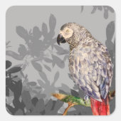 アフリカ産オウム スクエアシール (正面)