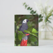 アフリカ産オウム ポストカード (スタンド正面)