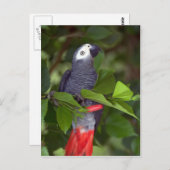 アフリカ産オウム ポストカード (正面/裏面)