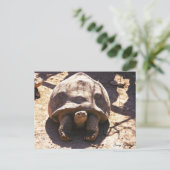 アフリカ産ガメ ポストカード (スタンド正面)