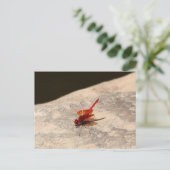 アフリカ産ドラゴンフライ（トリテミスsp.） ポストカード (スタンド正面)