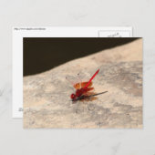 アフリカ産ドラゴンフライ（トリテミスsp.） ポストカード (正面/裏面)