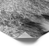 アフリカ産ヒヒ ポスター (角)