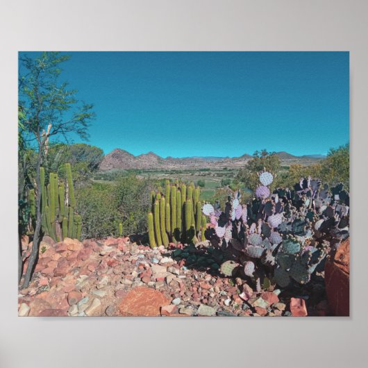 アフリカ砂漠の風景自然サボテン植物 ポスター (正面)