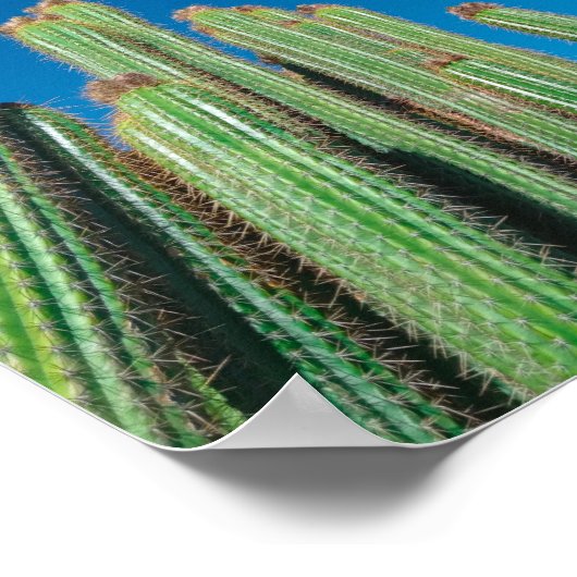 アフリカ砂漠の風景自然サボテン植物 ポスター (角)