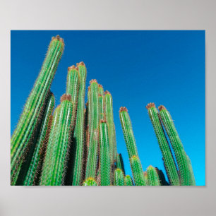 アフリカ砂漠の風景自然サボテン植物 ポスター