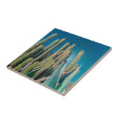 アフリカ砂漠景観自然サボテン タイル (側面)