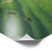 アフリカ穴居性ブルガエル,ピキシセファラス2 フォトプリント (角)