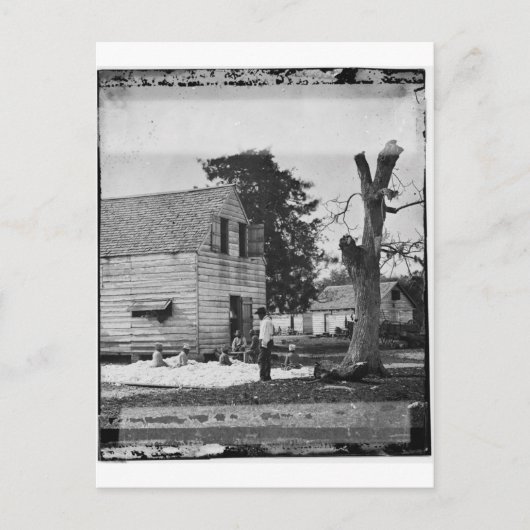 アフリカ系アメリカ人が1862年頃に綿花を作る ポストカード (正面)