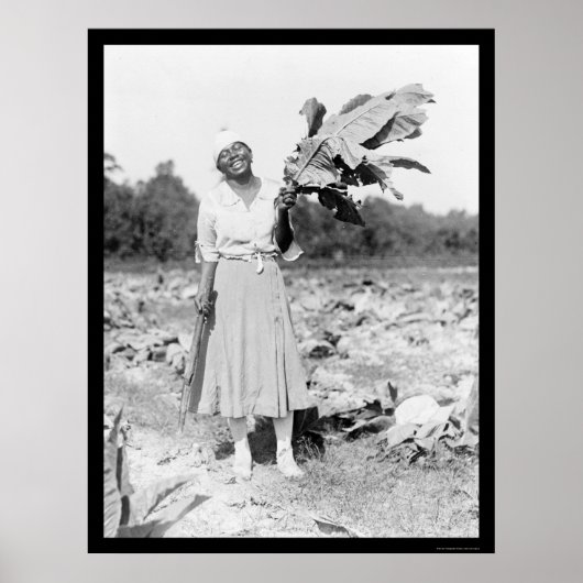 アフリカ系アメリカ人女性タバコ1912 ポスター (正面)