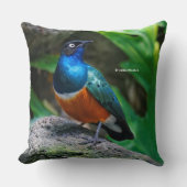 アフリカ素晴らしの素晴らしいスターリングの鳴き鳥 クッション (正面)