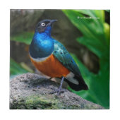 アフリカ素晴らしの素晴らしいスターリングの鳴き鳥 タイル (正面)