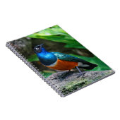 アフリカ素晴らしの素晴らしいスターリングの鳴き鳥 ノートブック (右側)