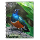 アフリカ素晴らしの素晴らしいスターリングの鳴き鳥 ノートブック (正面)