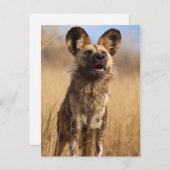 アフリカ絵を描野犬 ポストカード (正面/裏面)