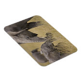 アフリカ象が畑で放牧 マグネット (右側)