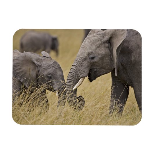 アフリカ象が畑で放牧 マグネット (横)