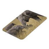 アフリカ象が畑で放牧 マグネット (左側)