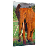 アフリカ象の大人写真 クリップボード (右)