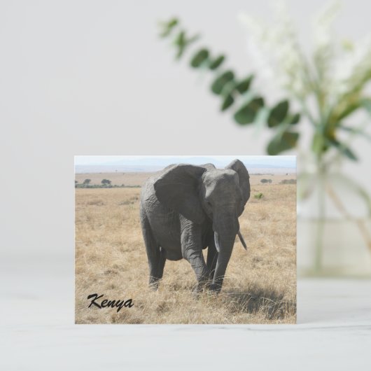 アフリカ象ケニア ポストカード (スタンド正面)