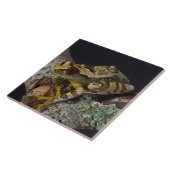 アフリカ赤目ツリガエル・レプトペリス タイル (側面)