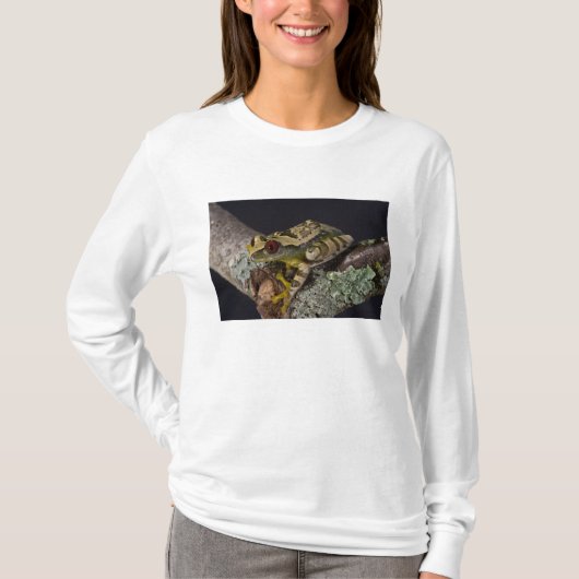 アフリカ赤目樹蛙, レプトペリス属 Tシャツ (正面)