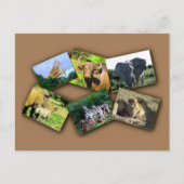 アフリカ野生生物コラージュのダークシャドウ ポストカード (正面)