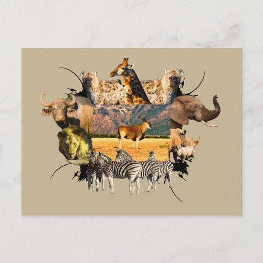 アフリカ野生生物フレームランドマウンテン ポストカード (正面)