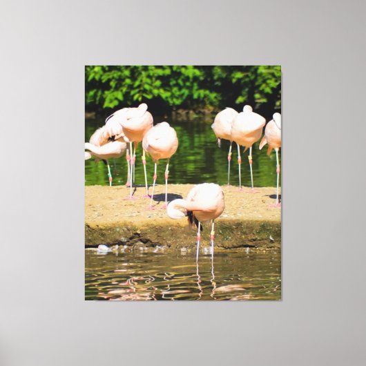 アフリカ・アフリカ動物の嘴 |フラミンゴおもしろい愛好家 キャンバスプリント (正面)