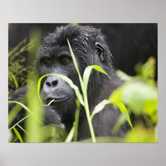 アフリカ、ウガンダ、ブウィンディ不可侵国家 ポスター (正面)