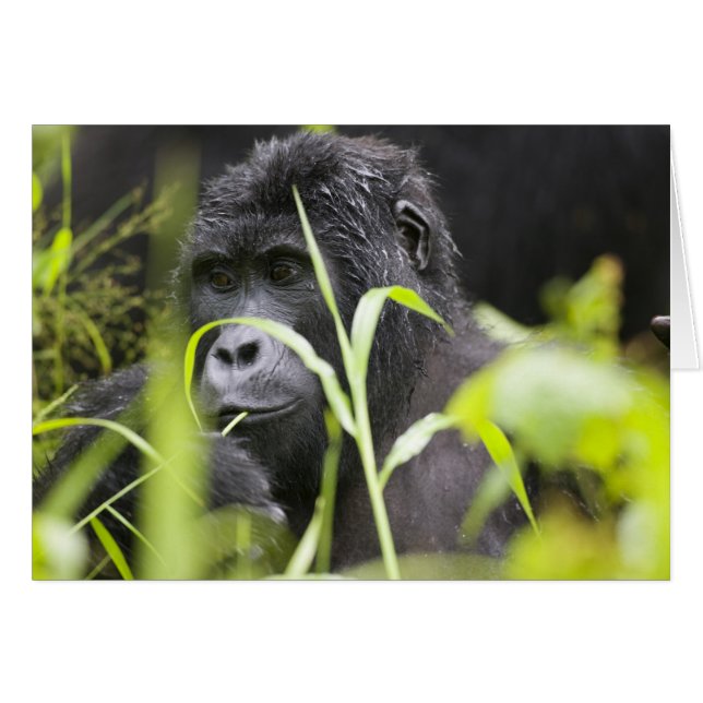 アフリカ・ウガンダ、ブウィンディ (正面横)