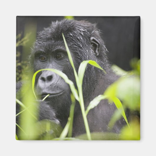 アフリカ・ウガンダ、ブウィンディ マグネット (正面)