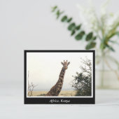 アフリカ・ケニア野生動物 ポストカード (スタンド正面)