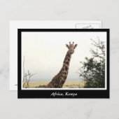アフリカ・ケニア野生動物 ポストカード (正面/裏面)