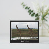 アフリカ・ケニア野生動物 ポストカード (スタンド正面)