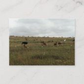 アフリカ・ケニア野生動物 名刺 (裏面)