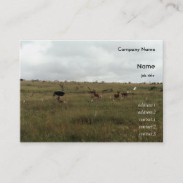 アフリカ・ケニア野生動物 名刺