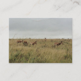 アフリカ・ケニア野生動物 名刺