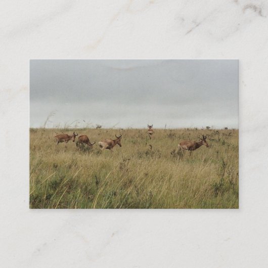 アフリカ・ケニア野生動物 名刺 (正面)