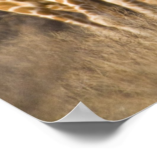 アフリカ。ケニア。~で細心の注意を払ったキリンの群れ ポスター (角)