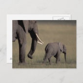 アフリカ、ケニア、アンボセリ国立公園。アフリカの ポストカード (正面/裏面)
