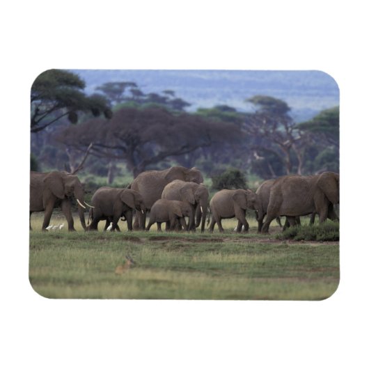 アフリカ ケニア アンボセリ国立公園 アフリカゾウ 3 マグネット (横)