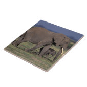 アフリカ、ケニア、アンボセリ国立公園。アフリカ4 タイル (側面)